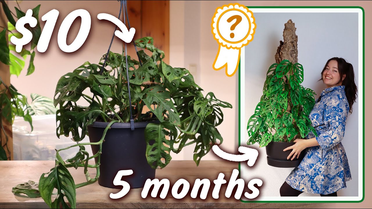 $10 Plant Challenge, 6 Youtubers, 1 Winner
