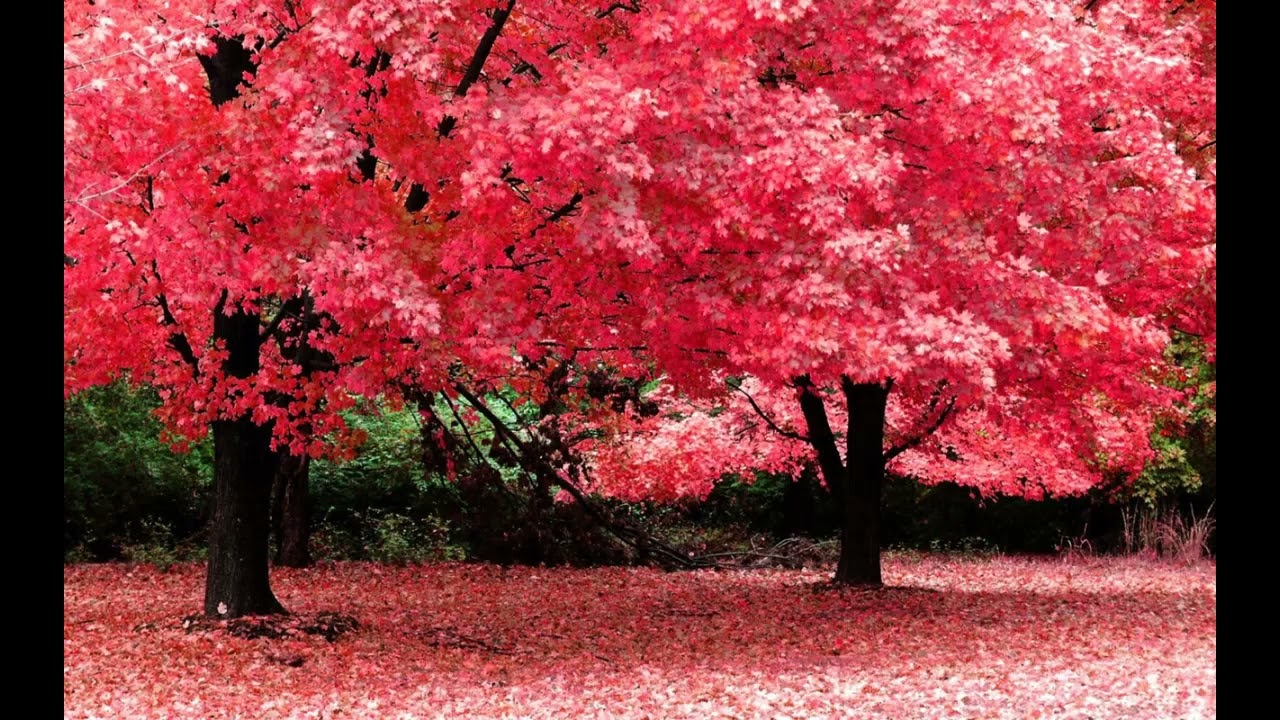 J. Offenbach - Les larmes de Jacqueline - Op 76/2 - Orchestra accompaniment backing track for cello.