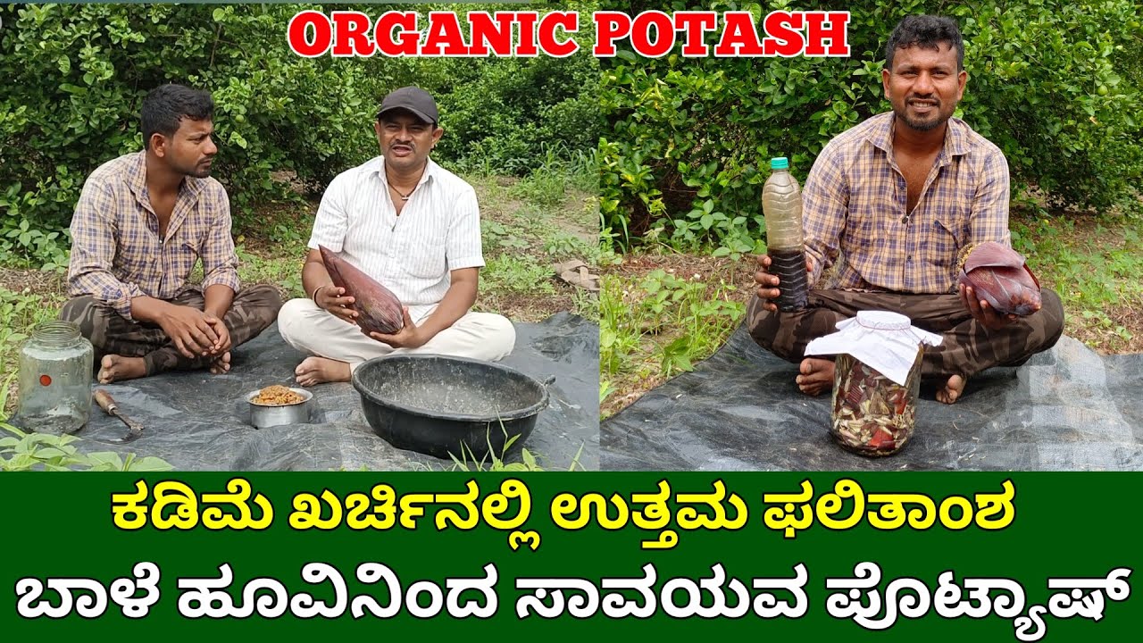ಬಾಳೆ ಹೂವಿನಿಂದ ಸಾವಯವ ಪೊಟ್ಯಾಷ್ | how to make organic potash | organic potash fertilizer in kannada