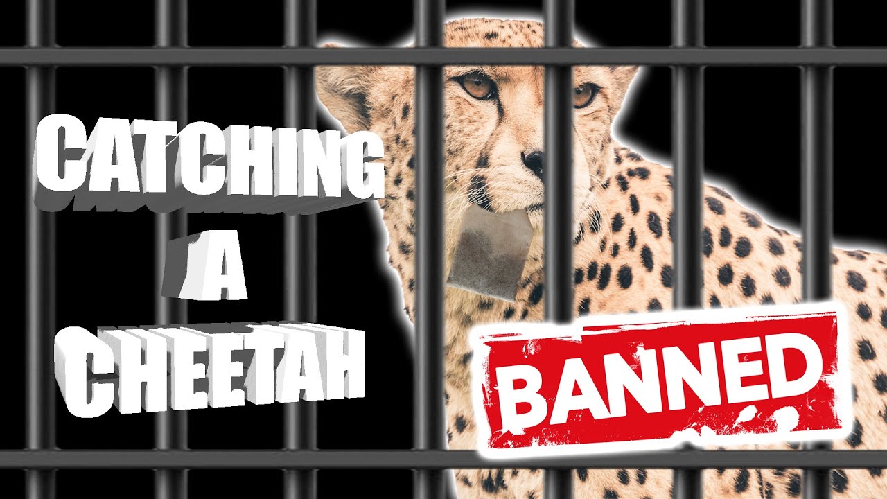 Catching A Cheetah #dayz #fatalz #hacker #gaming #gameplay