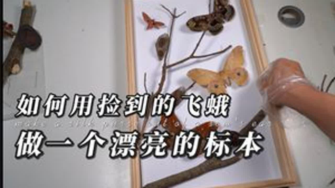 一只&ldquo;丑陋&rdquo;的蛾子，如何变成美丽的标本（标本工具清单在末尾#知识前沿派对