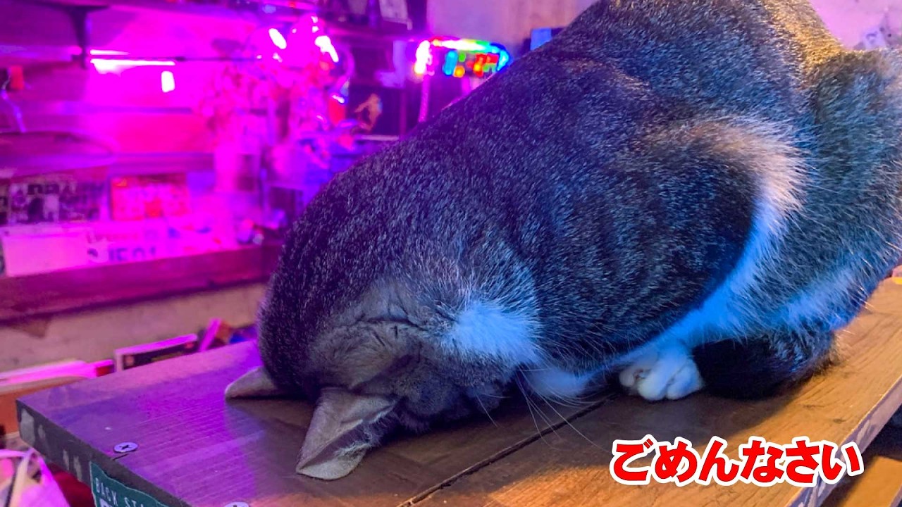 【かわいすぎな猫】ごめんなさい💦｜職業かわいい〜GONZOちゃんねる 〜