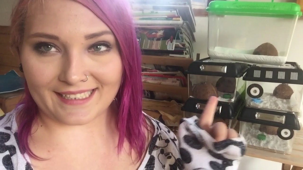 Frisch Geschlüpftes Leopardgecko Baby | Gecko Vlog #4