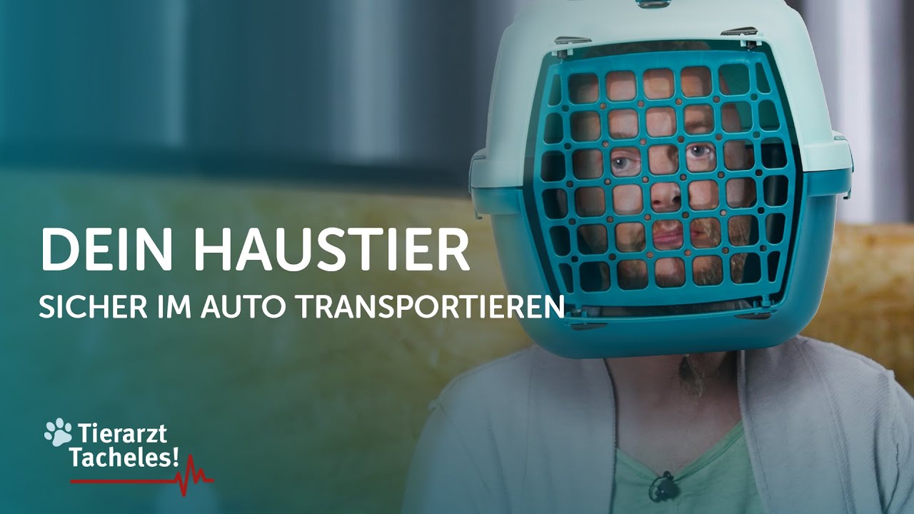 Dein Haustier sicher im Auto transportieren | Tierarzt Tacheles mit Sebastian Goßmann-Jonigkeit