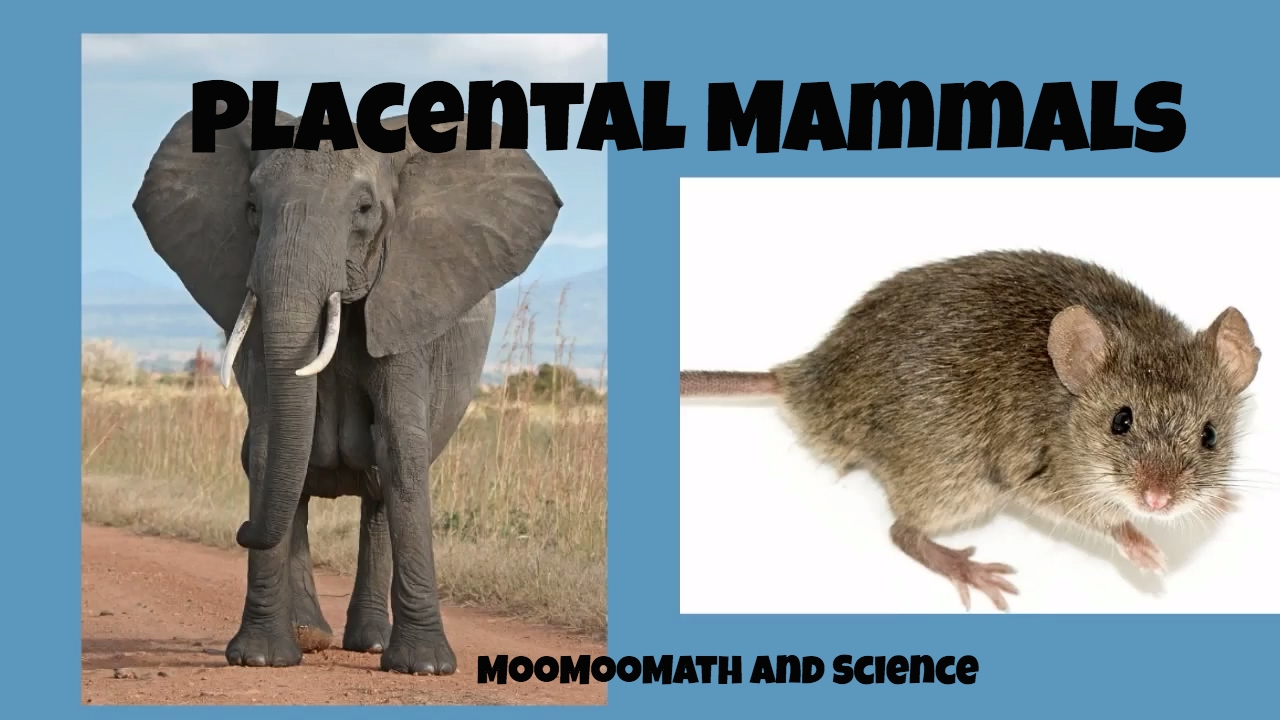 Placental Mammals