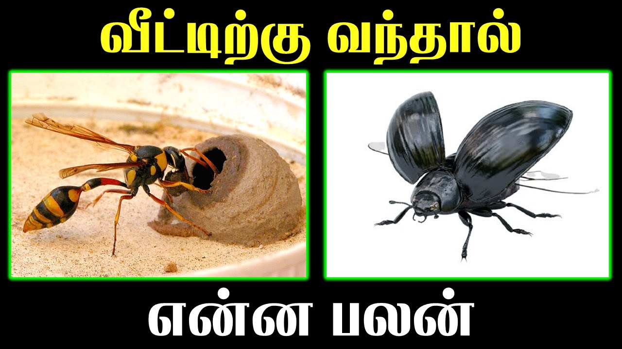 குளவி கருவண்டு வீட்டிற்கு வந்தால் என்ன பலன் | T Tamil Technology | Lucky pet | Astrology Zone