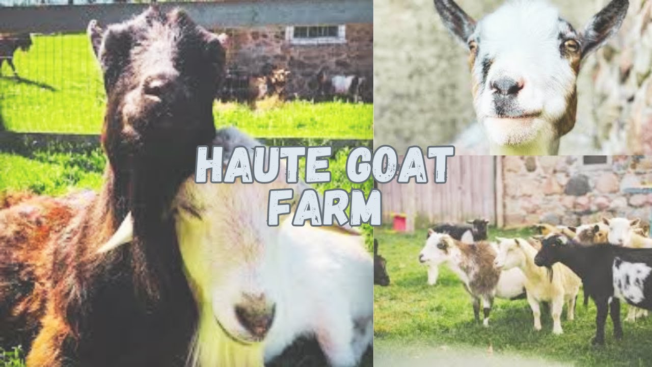 Haute Goat Farm Ontario Family Day trip - Must Visit