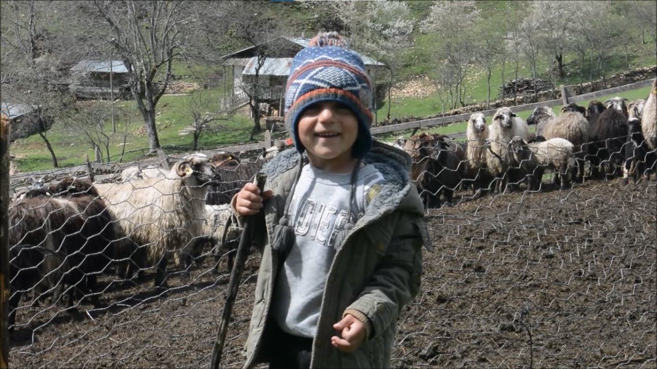 Yaylaya göç yolculuğu | Koyunların birbirinden ayrılması