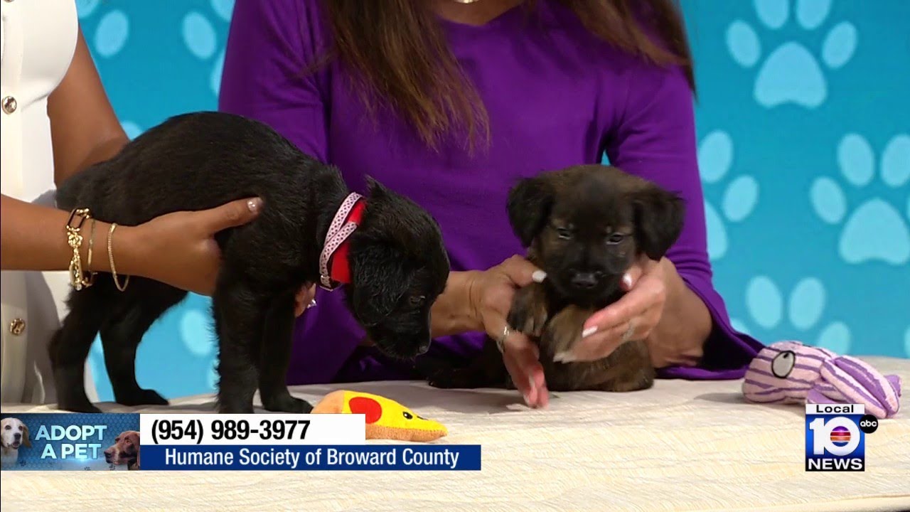 Humane Society of Broward seeks home for furry friends Lorelei and Genero