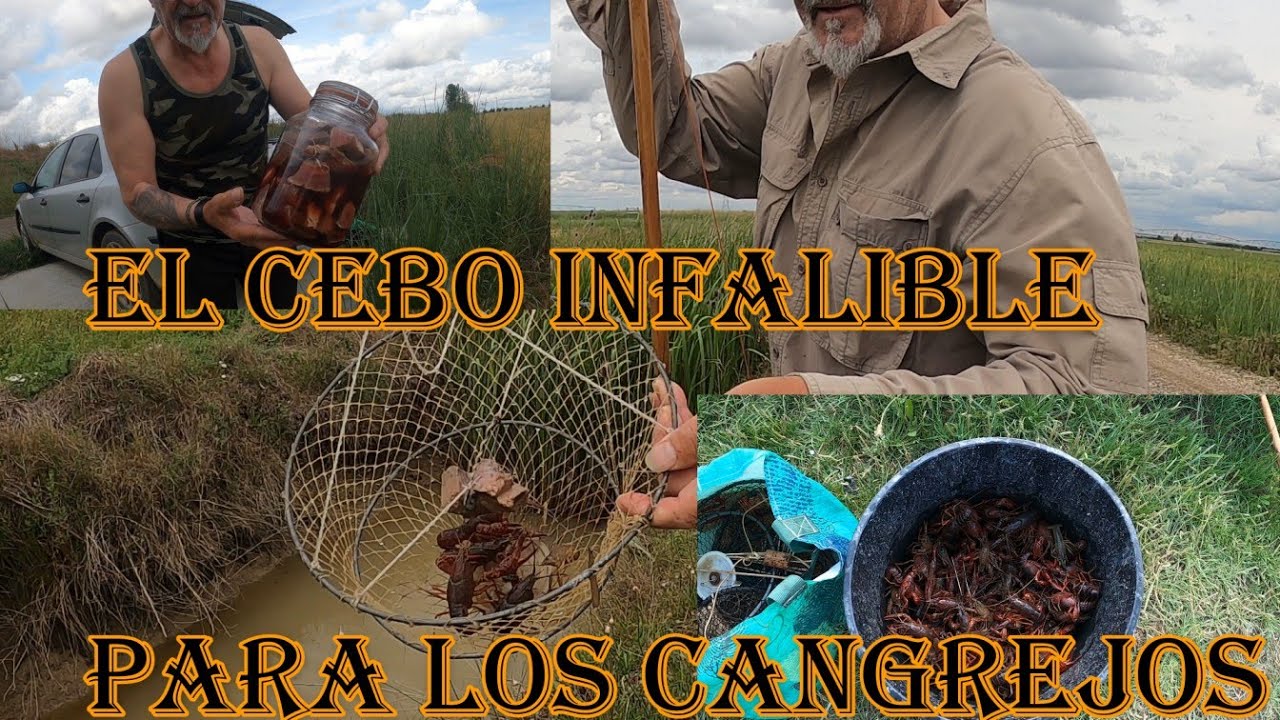 CEBO INFALIBLE Y PREPARACION PARA PESCA DE CANGREJOS