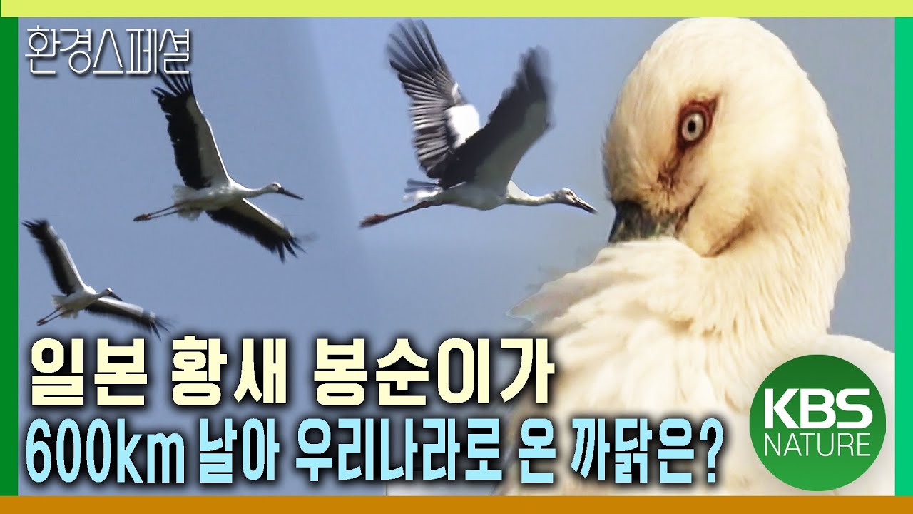 일본 황새 봉순이가 600km 날아 우리나라로 온 까닭은? [네트워크 특선-황새의 춤] / KBS 20150928 방송
