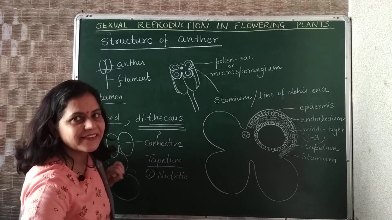 Structure of anther and microsporogenesis. #anther,#microsporogenesis,#pollendevelopment.