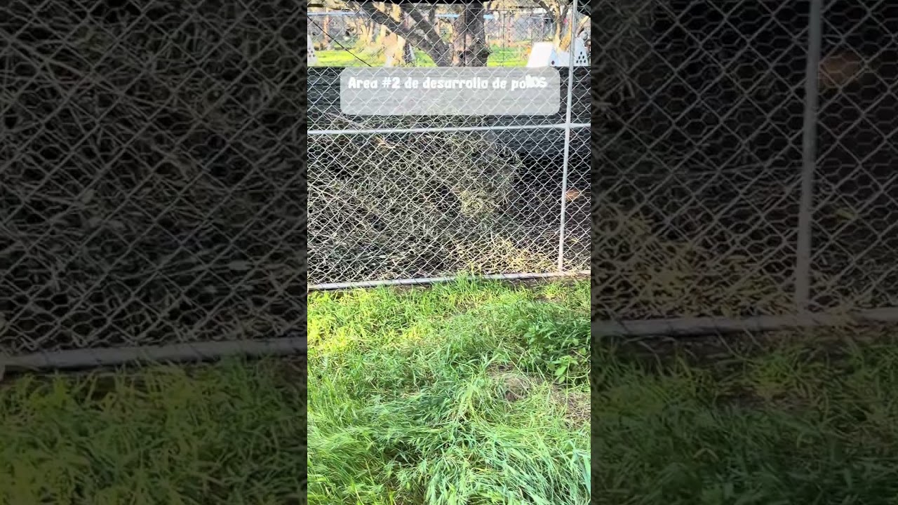 Visitando Criadero La Aurora Ca 🇺🇸 del Compa  Jimmy , Aves solo para fines de reproducción 