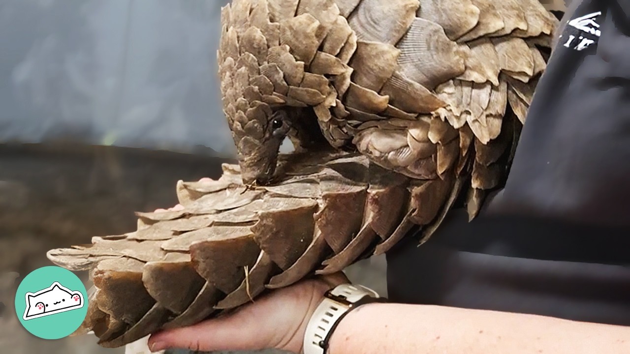Tiny Pangolin Finally Rescued After Being Lost In The Streets | Cuddle Buddies
