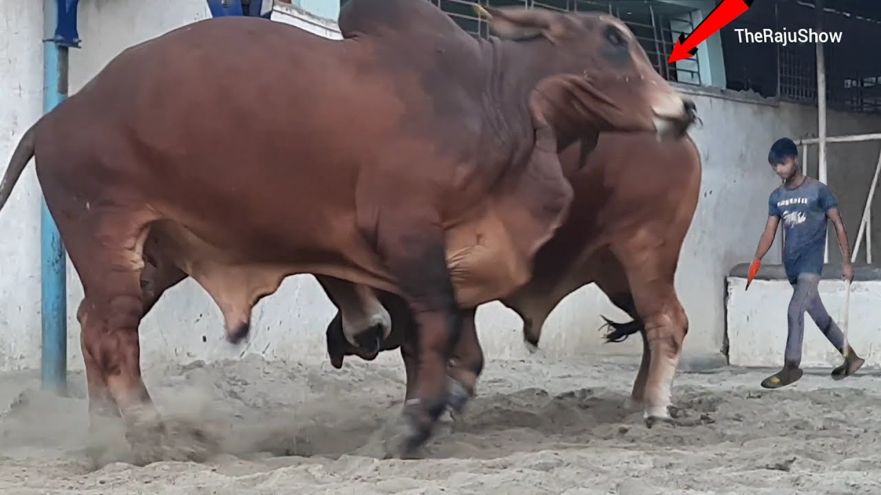 Bulls fight video 2021 | Two cows are jumping a lot