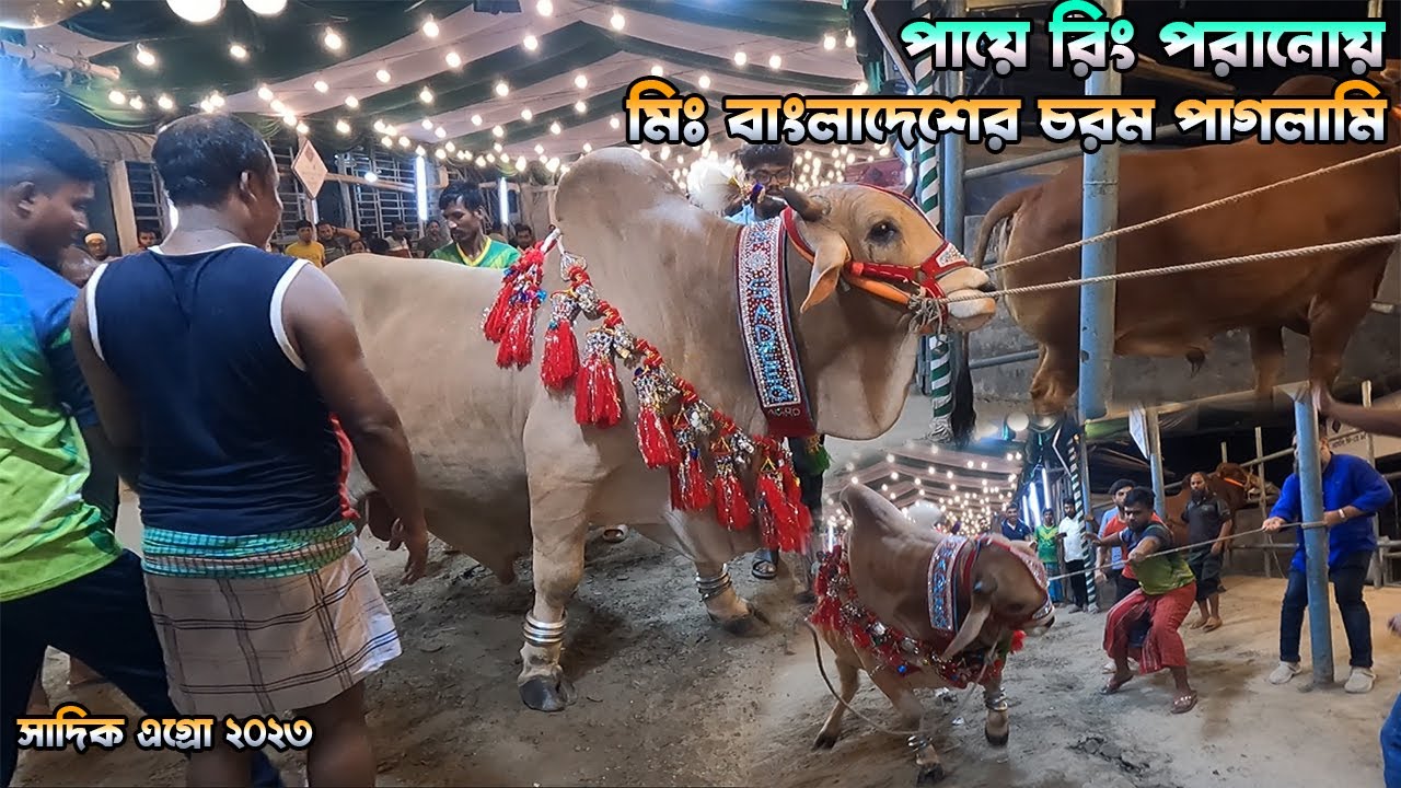 পায়ে রিং পরানোয় মিঃ বাংলাদেশের চরম পাগলামি | Sadeeq Agro Mr Bangladesh Cow 2023 | The Taste Ranger