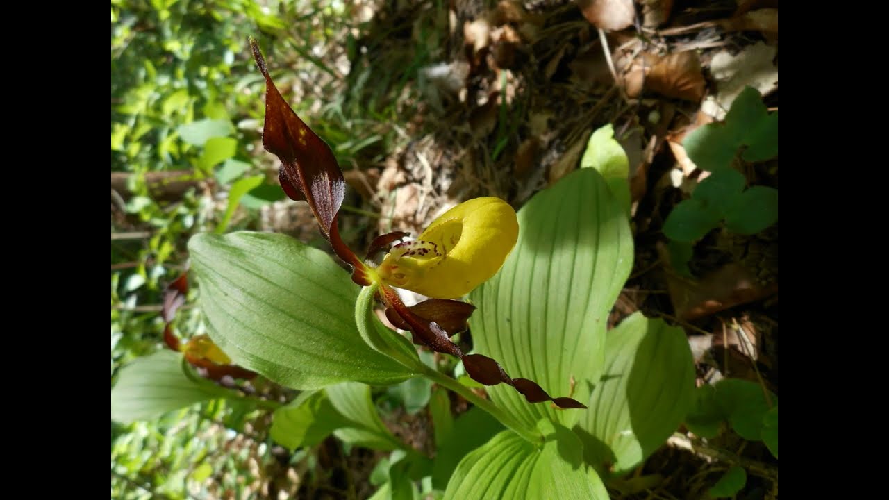 Acrocephalus palustris call, Kinburn Spit, Cypripedium, Lepidium latifolium, Agrostis stolonifera