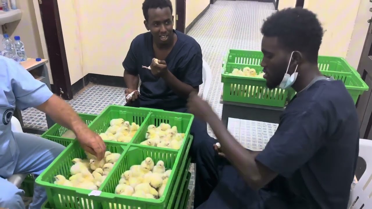 Part5  masoo dawatay qeebihi hore ee aan kaga hadleynay digaaga hilibka saa uga ganacsan laheed