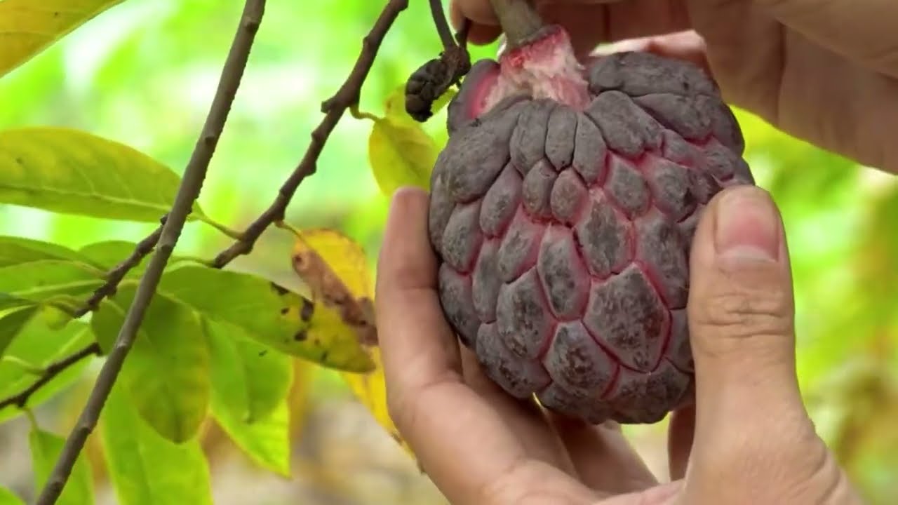 Enjoy Natural Nature with Fruit Harvesting 