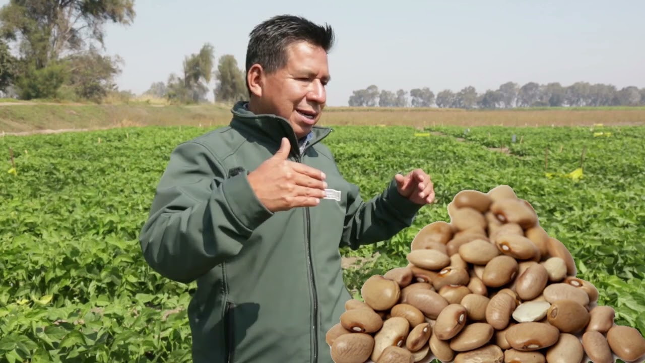 Manejo y mejoramiento agronómico del frijol