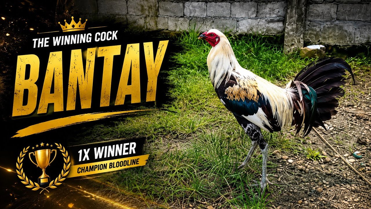 Sweater hatch kelso 2X winner #games #roostet #trending #viral #video #gamefowl #gaming #roosterfarm