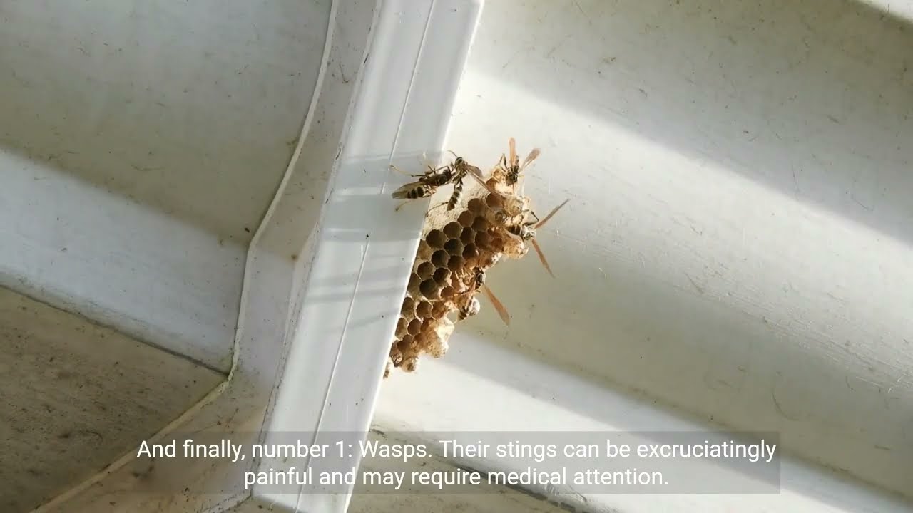The Biting Bugs of Summer