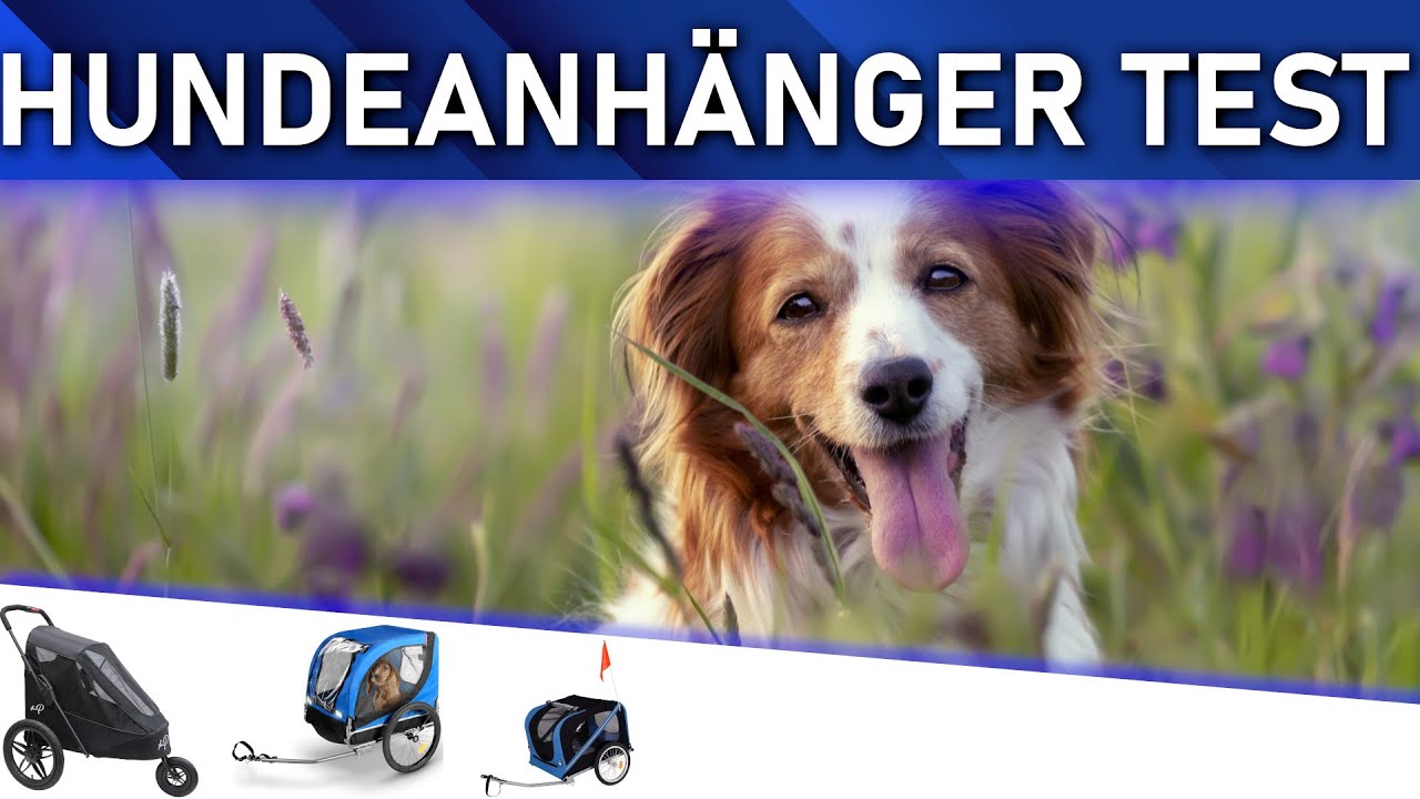 ➤ Hundeanhänger Test 2025 | Die besten 3 Hundeanhänger
