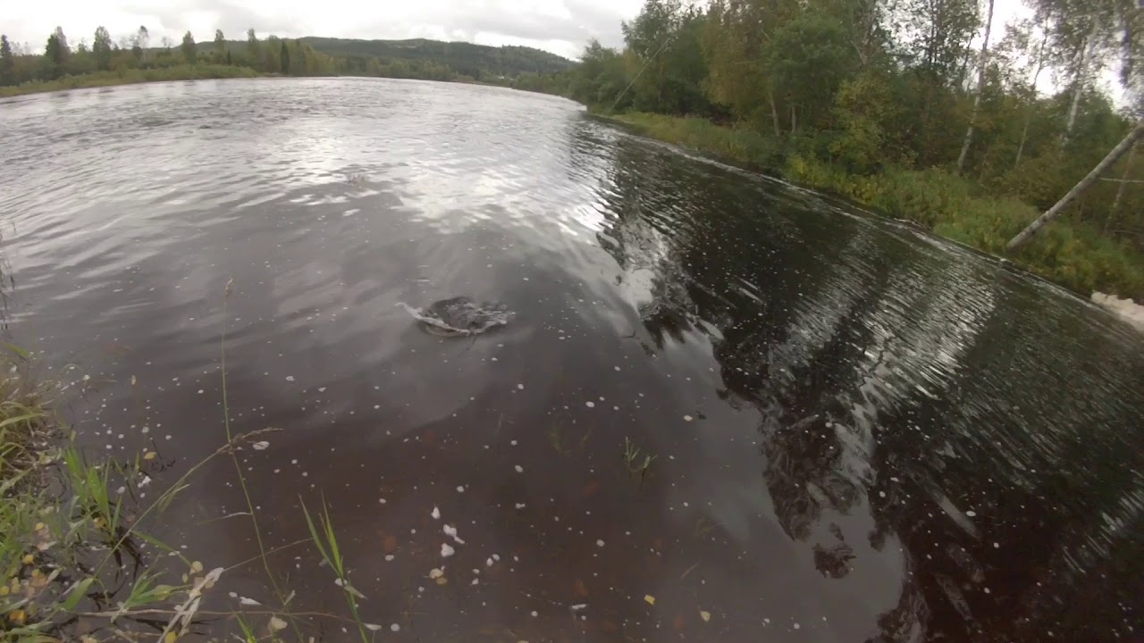 Ørretfiske i Glomma..Trout fishing in Glomma Norway.
