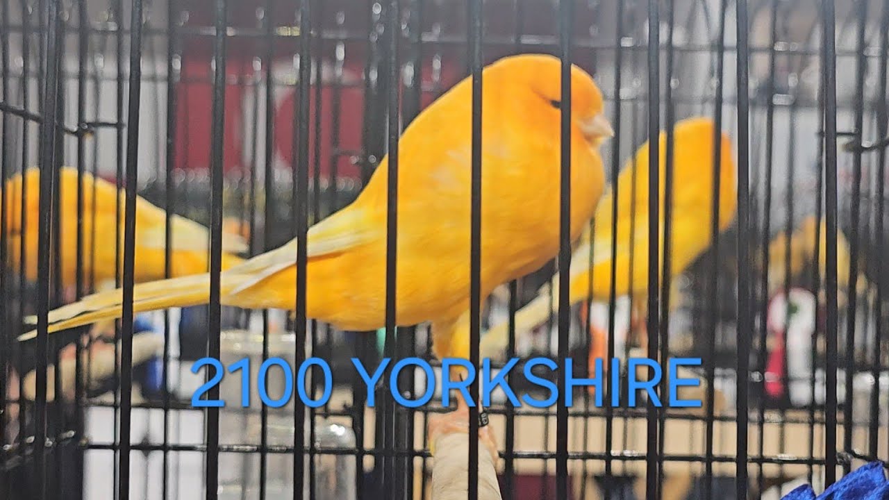 The World’s Biggest Yorkshire Canary Show in Turkey | 2100 Birds Competing in Edremit 2025