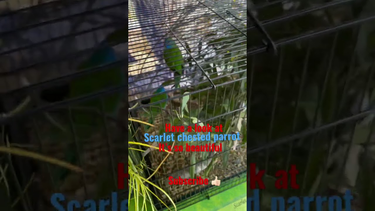 Scarlet Chested Parrot #shorts