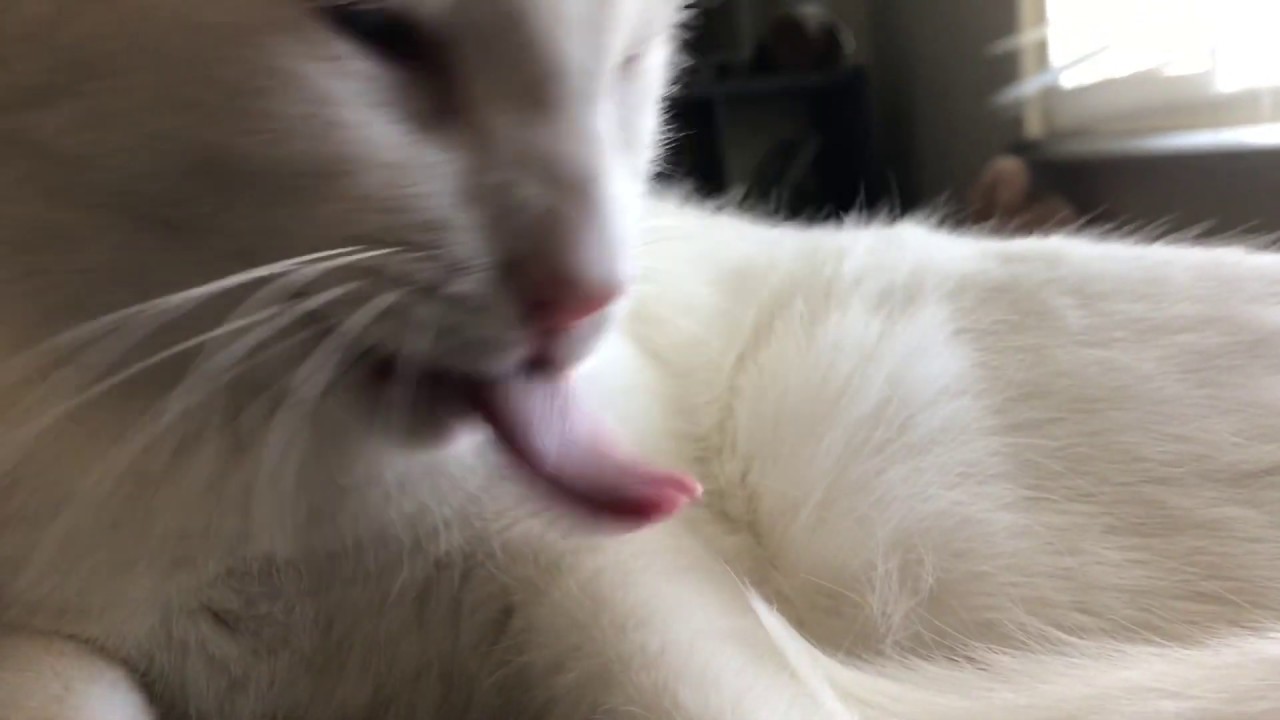 ASMR Cat Grooming #16
