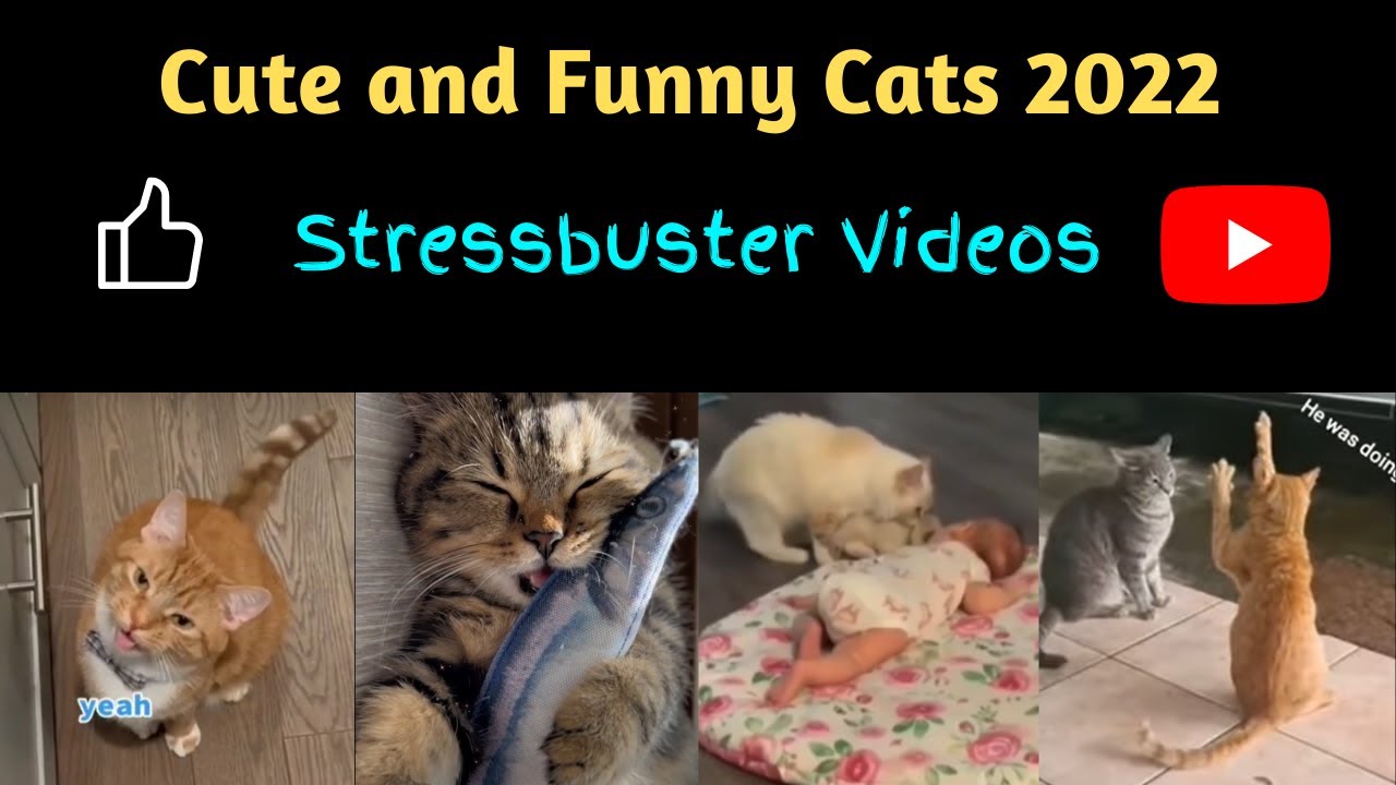 Cute and Funny Cats 2022 | Text Commentary😂
