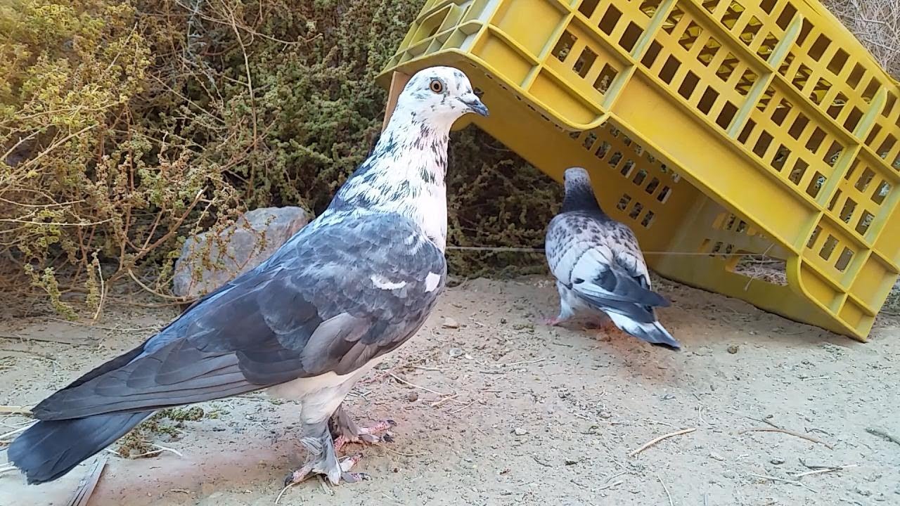 Самая простая ловушка для голубей и птиц 🕊😎👌😁