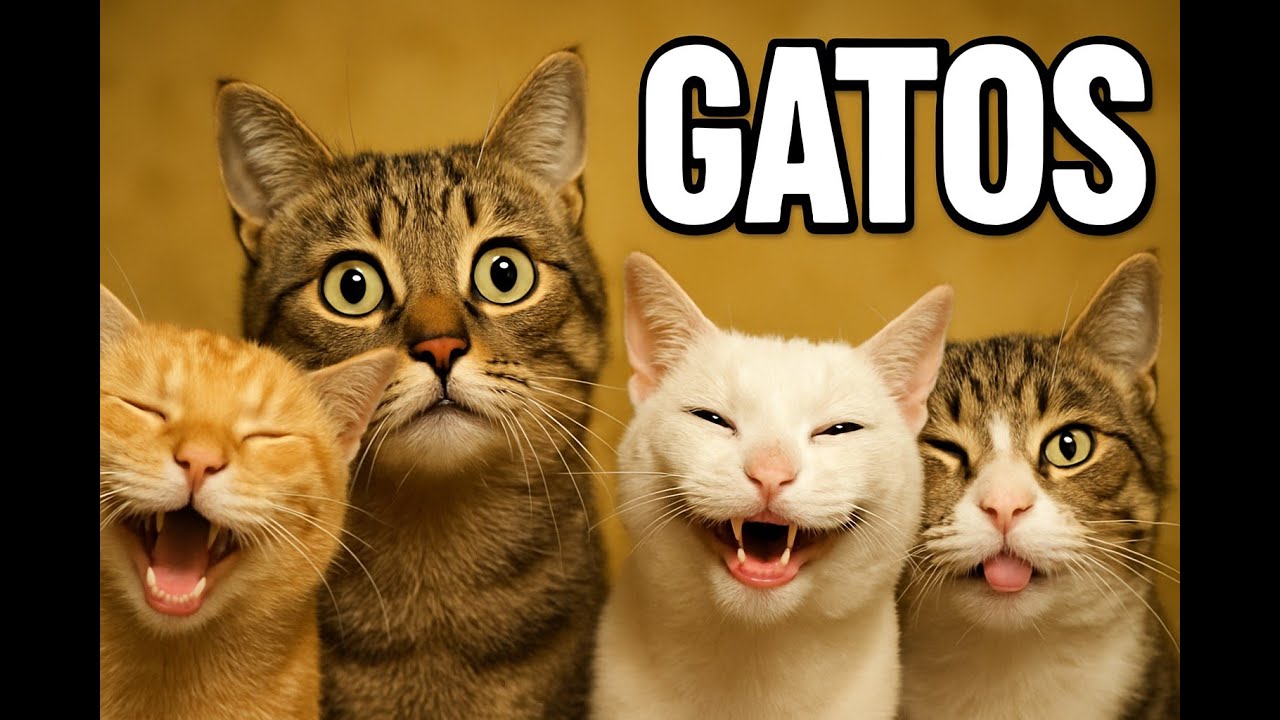 Gatos: Eles Sabem de Algo que a Gente Não!