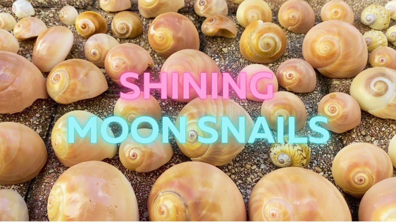 How a busy shell shop shines shells after cleaning them with muriatic acid