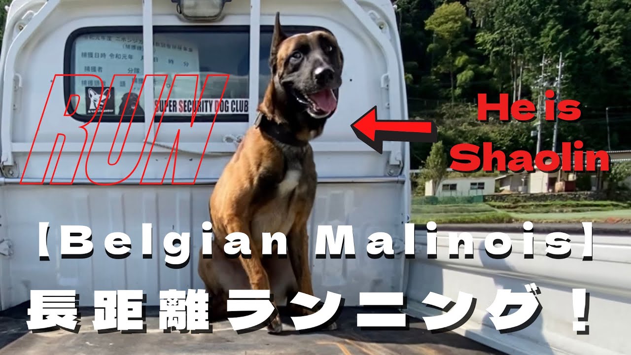 【大型犬】ベルジアンマリノア山RUNトレーニング！！