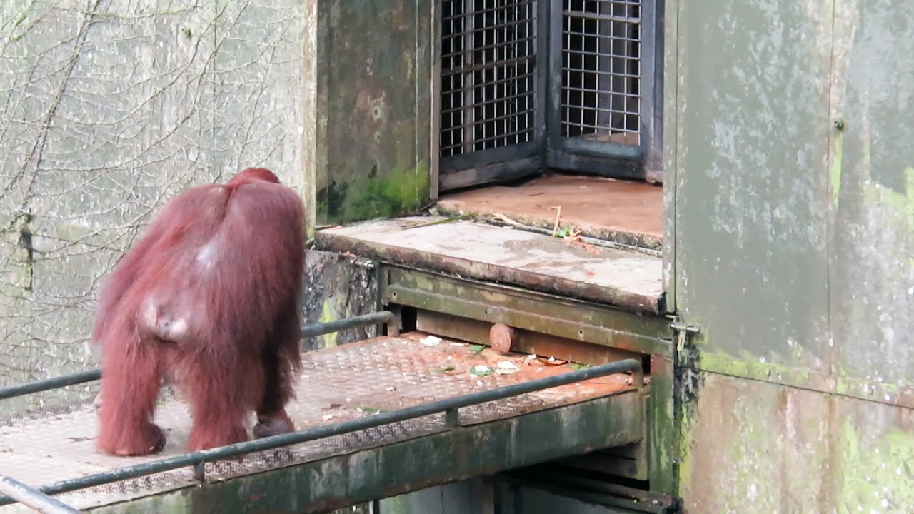 Child orangutan can't cross the bridge / 橋を渡りきれない子どもオランウータン
