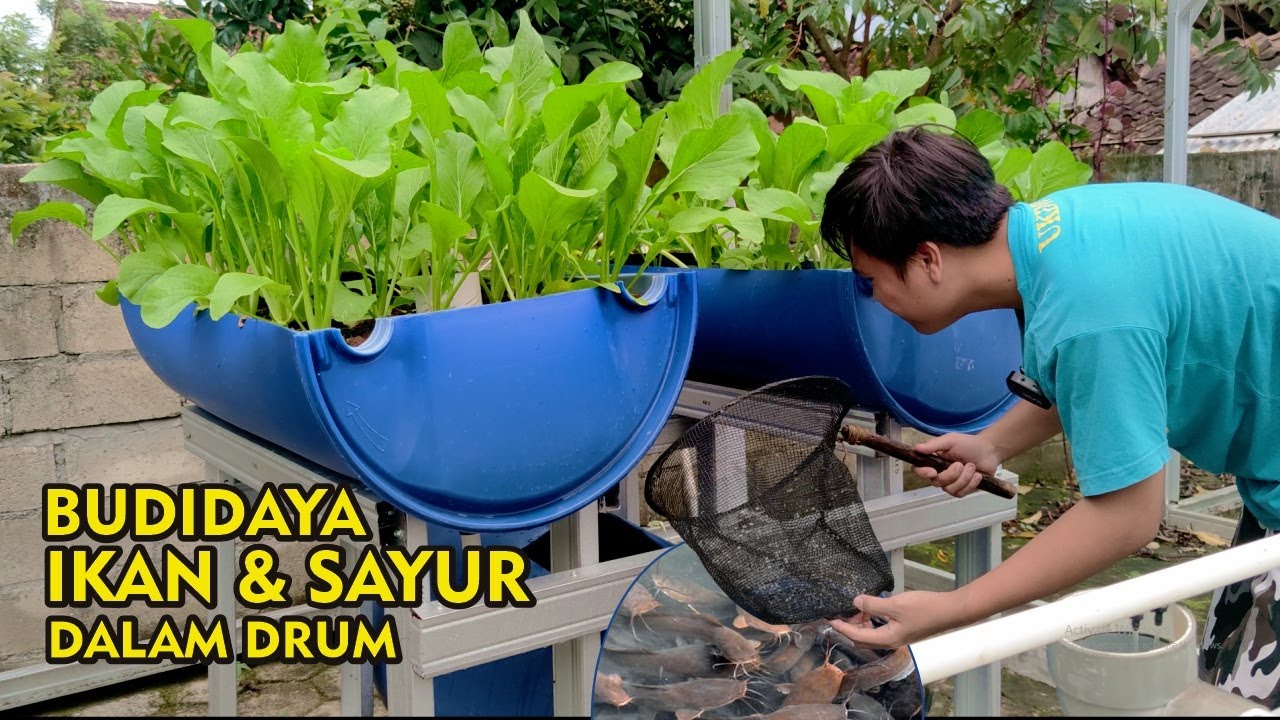 MENANAM & PANEN Sawi Caisim dan Pelihara Ikan Lele Aquaponik Drum Di Kebun Halaman Rumah