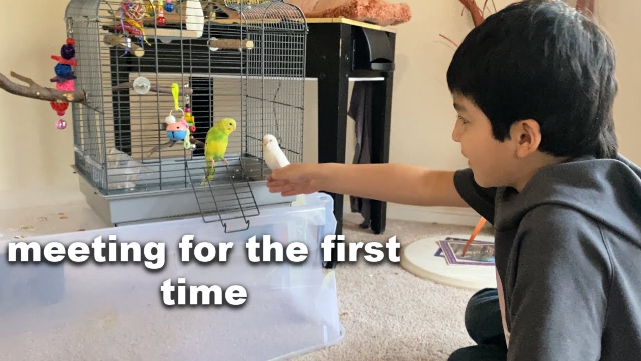 Petco Budgie vs Breeders Budgie * EXCITING EXPERIENCE !*