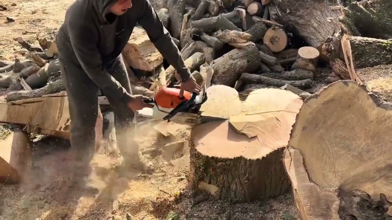 BRUTAL Chainsaw Work | Giant Timber
