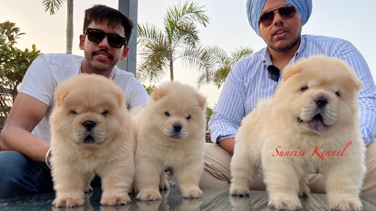 Punjab ~ india