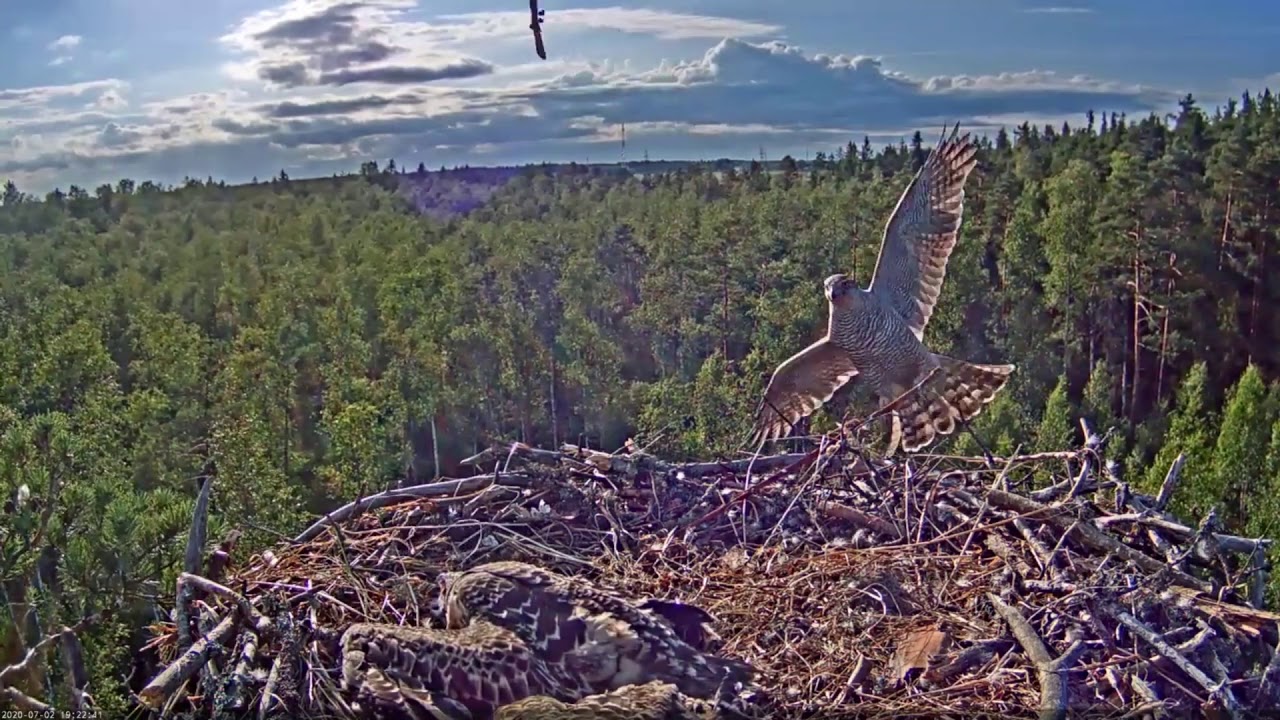 Kalakotkas::Pandion haliaetus - Goshawk's second attack 2020-07-02