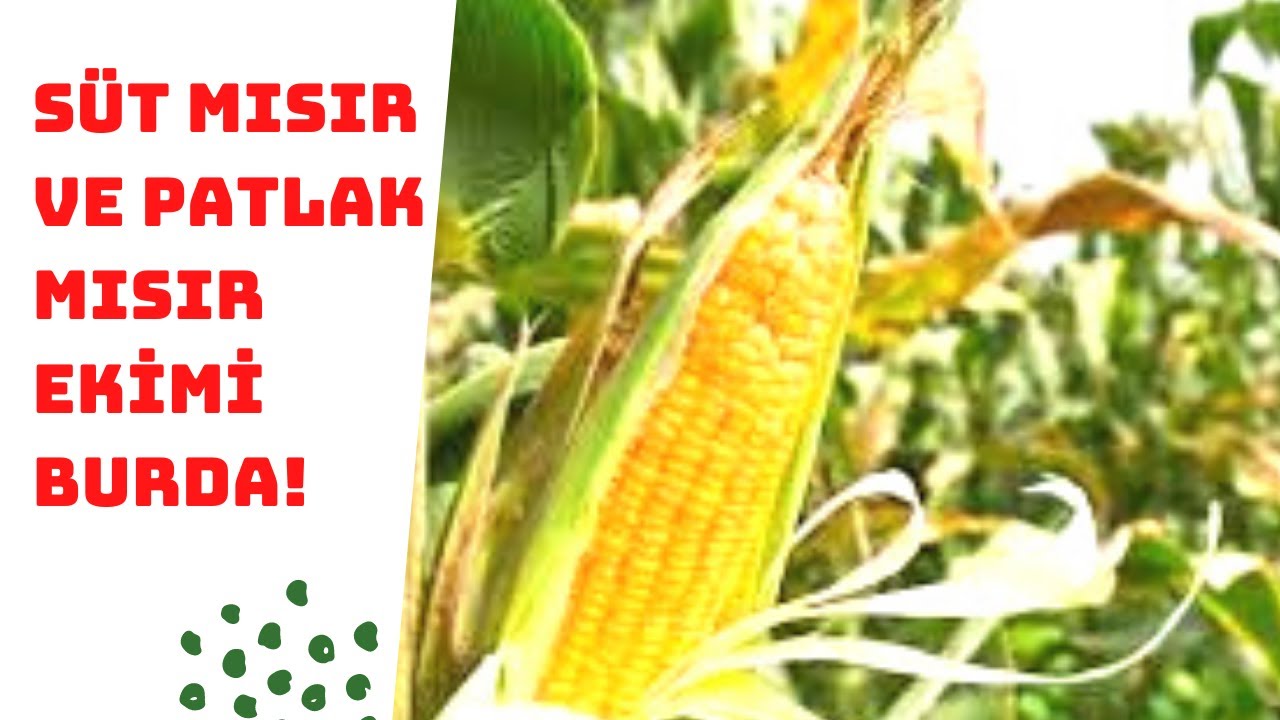 Süt mısır nasıl ekilir? Patlak mısır ekimi - mısır
