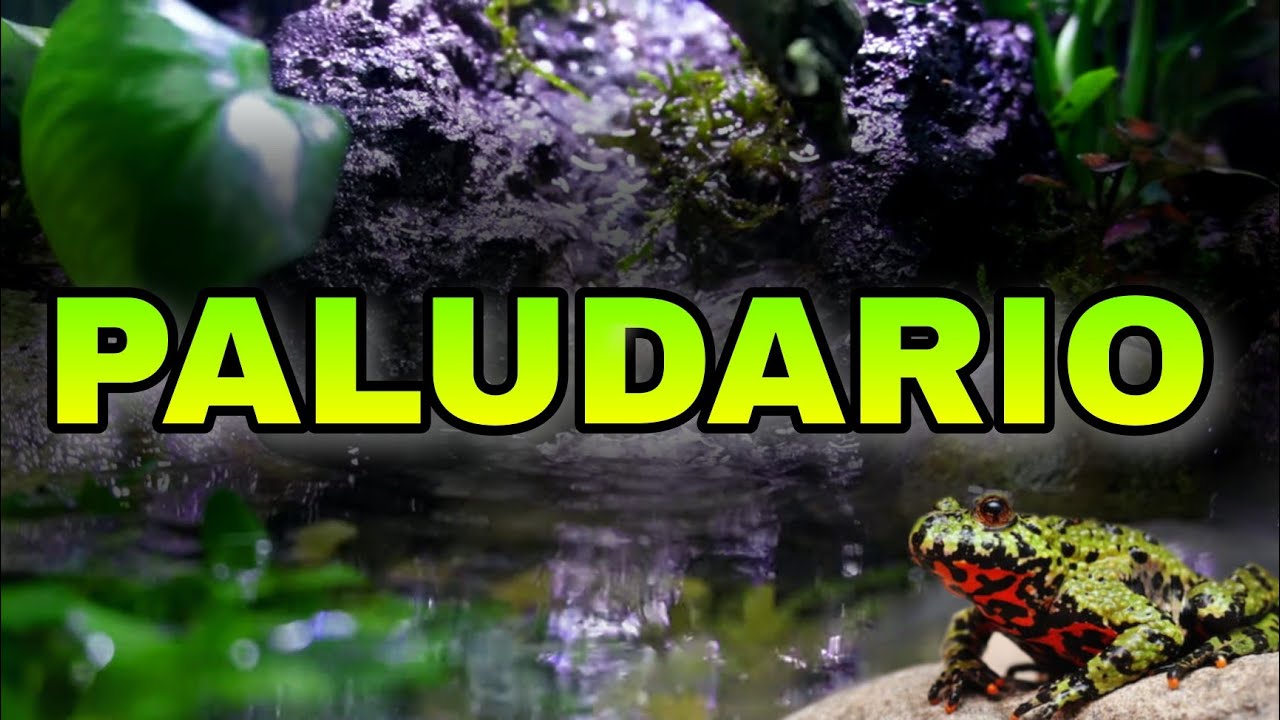 CREARE UN PALUDARIO PER Bombina orientalis!!