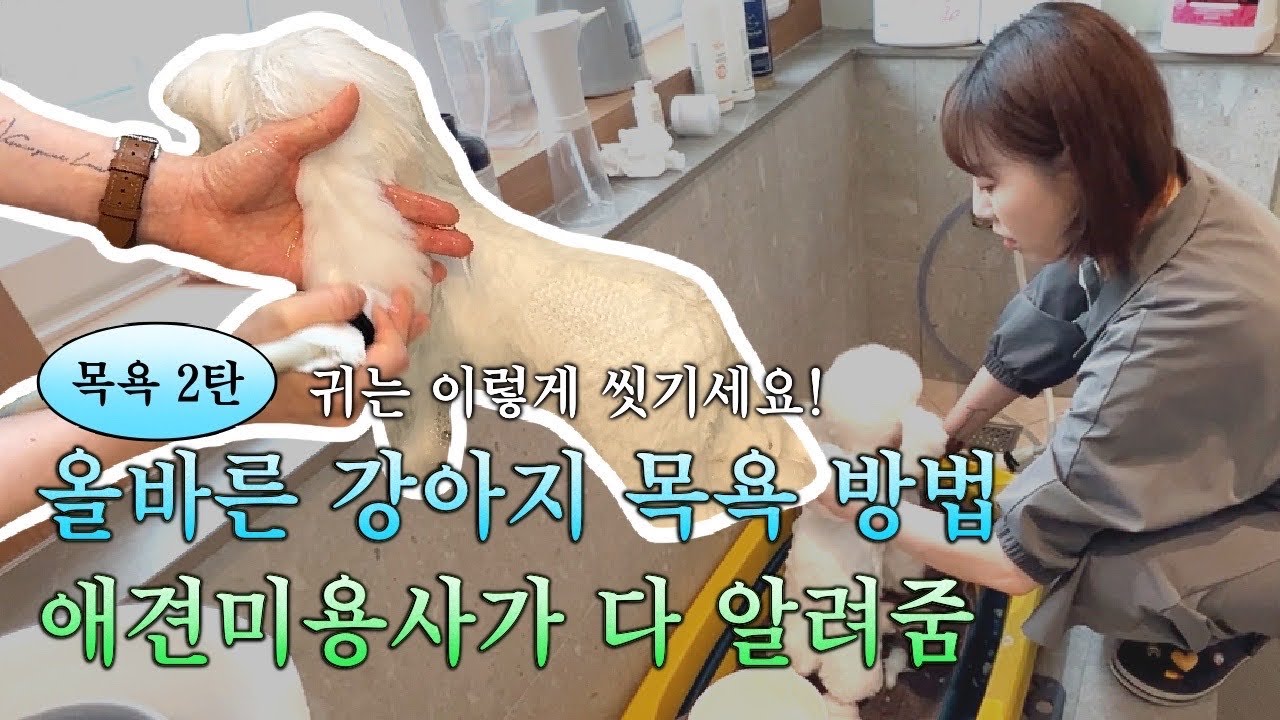 [목욕2탄] 강아지 귀에 물 들어가면 어떻게 해요? / 애견미용사가 알려주는 올바른 강아지 목욕하는 방법