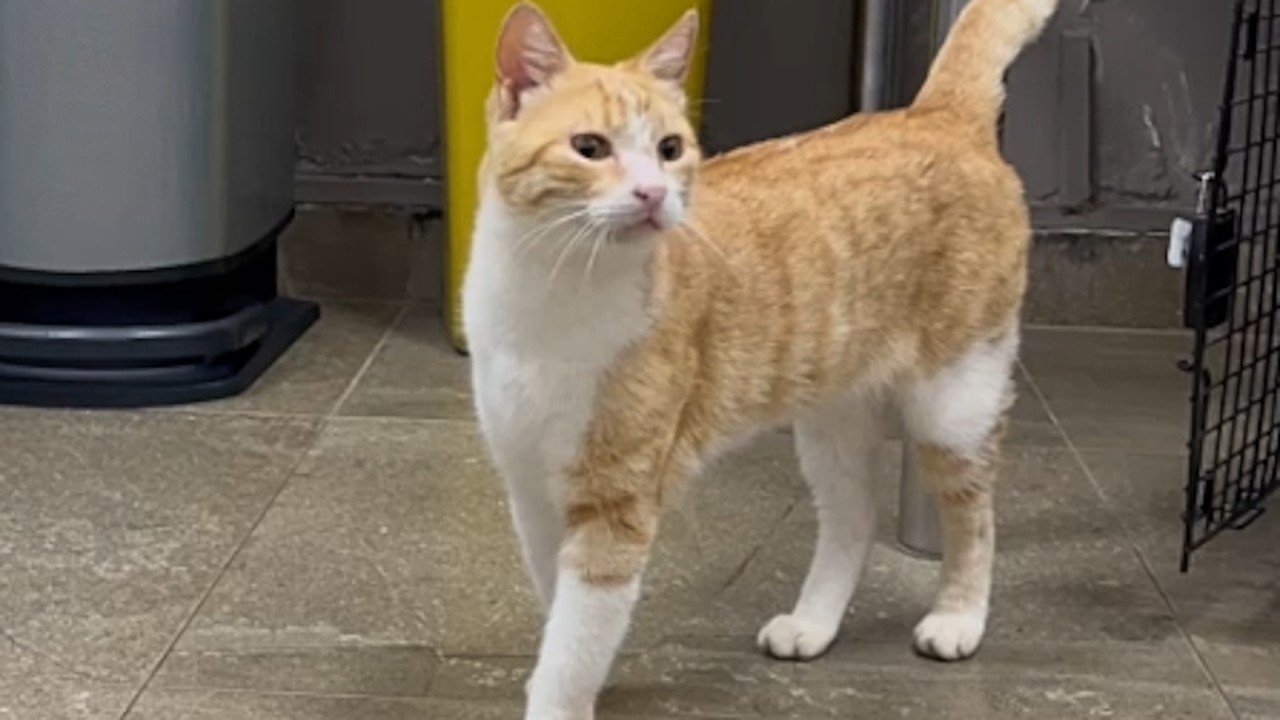 Couple does sweetest thing for stray cat on vacation