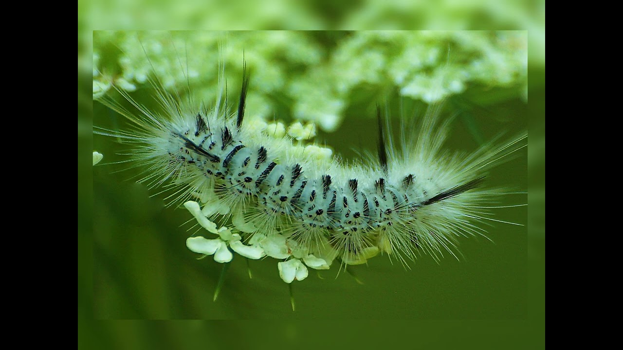 Garden Visitors