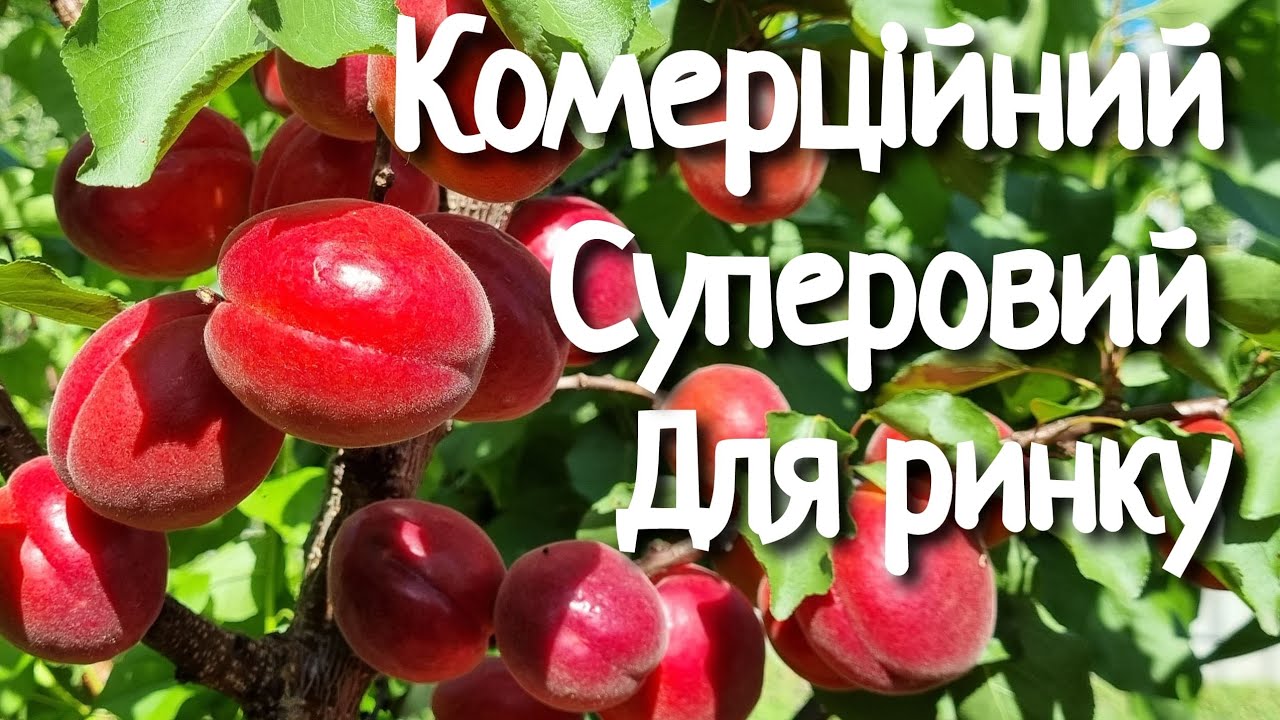 АБРИКОС РУБІСТА