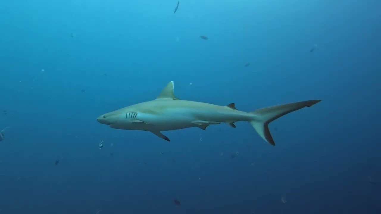 MALDIVE
