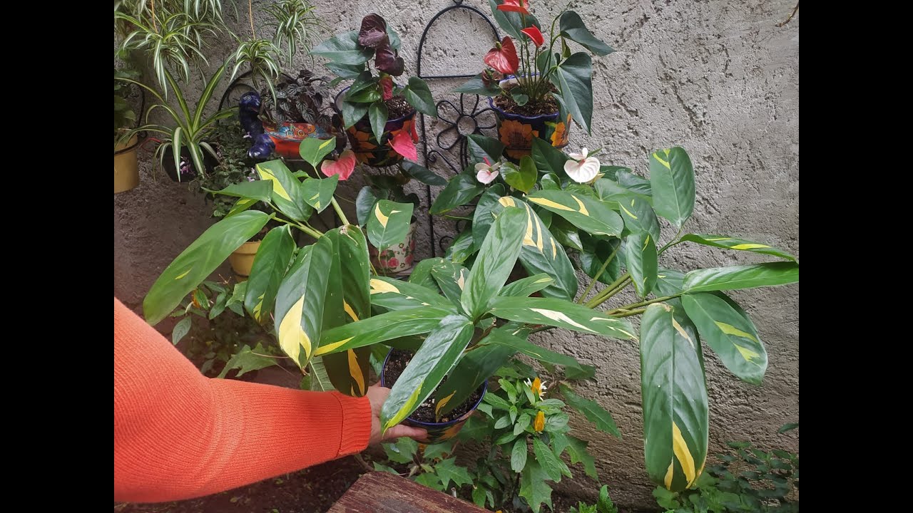 Ctenanthe lubbersiana / nieve brasileña  trasplantandola